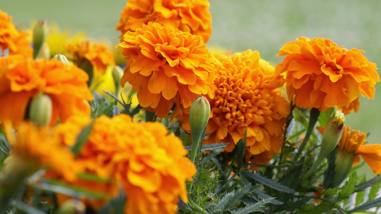 Ідеальні квіти для домашнього саду: які рослини не вимагають особливого догляду