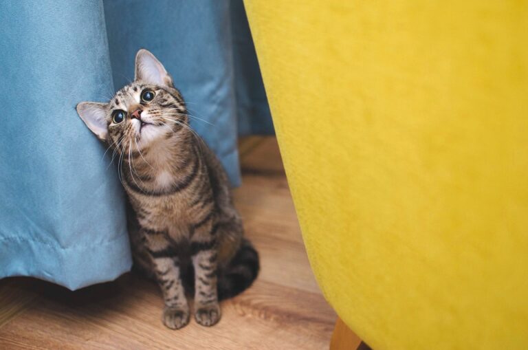 Самотність може викликати стрес у котів: на який час їх можна залишати самих - today.ua