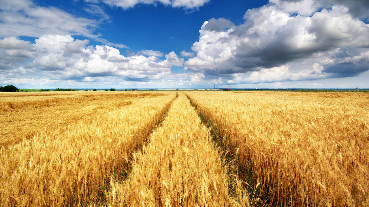 Запоріжжя атакують не лише окупанти: комахи з'їли частину врожаю
