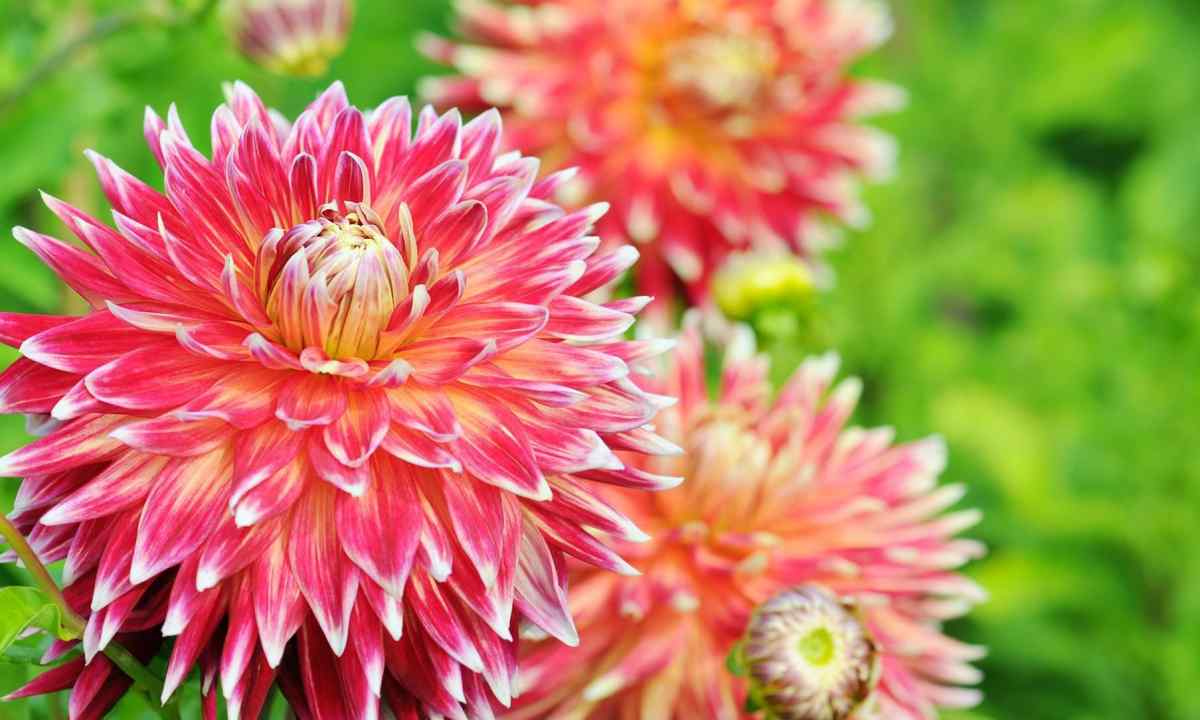 Ідеальні квіти для домашнього саду: які рослини не вимагають особливого догляду