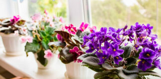 Натуральне добриво для фіалки: чим поливати квітку для пишного та красивого цвітіння - today.ua