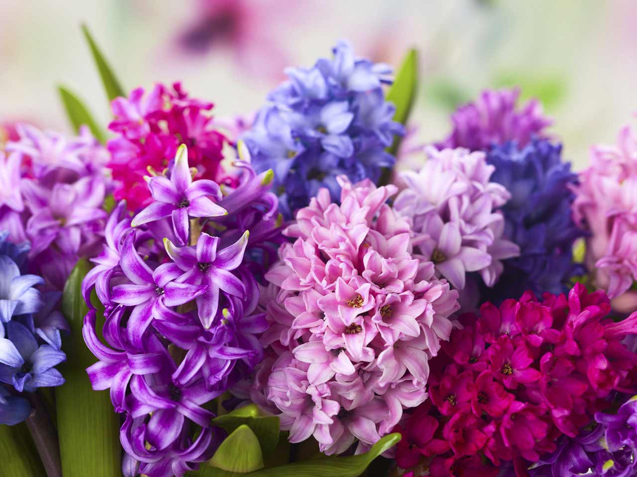 Ідеальний букет на 8 березня: які квіти вибрати для жінок різних знаків Зодіаку