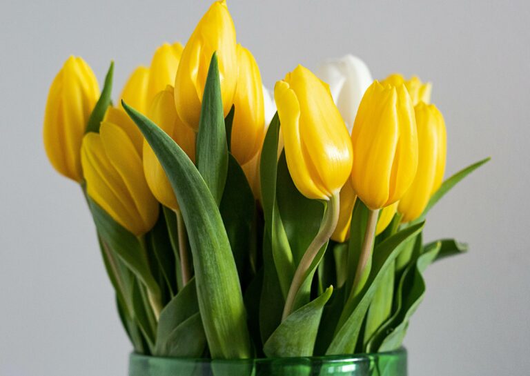 Подаренный букет простоит очень долго: как сохранить свежесть тюльпанов в вазе - today.ua