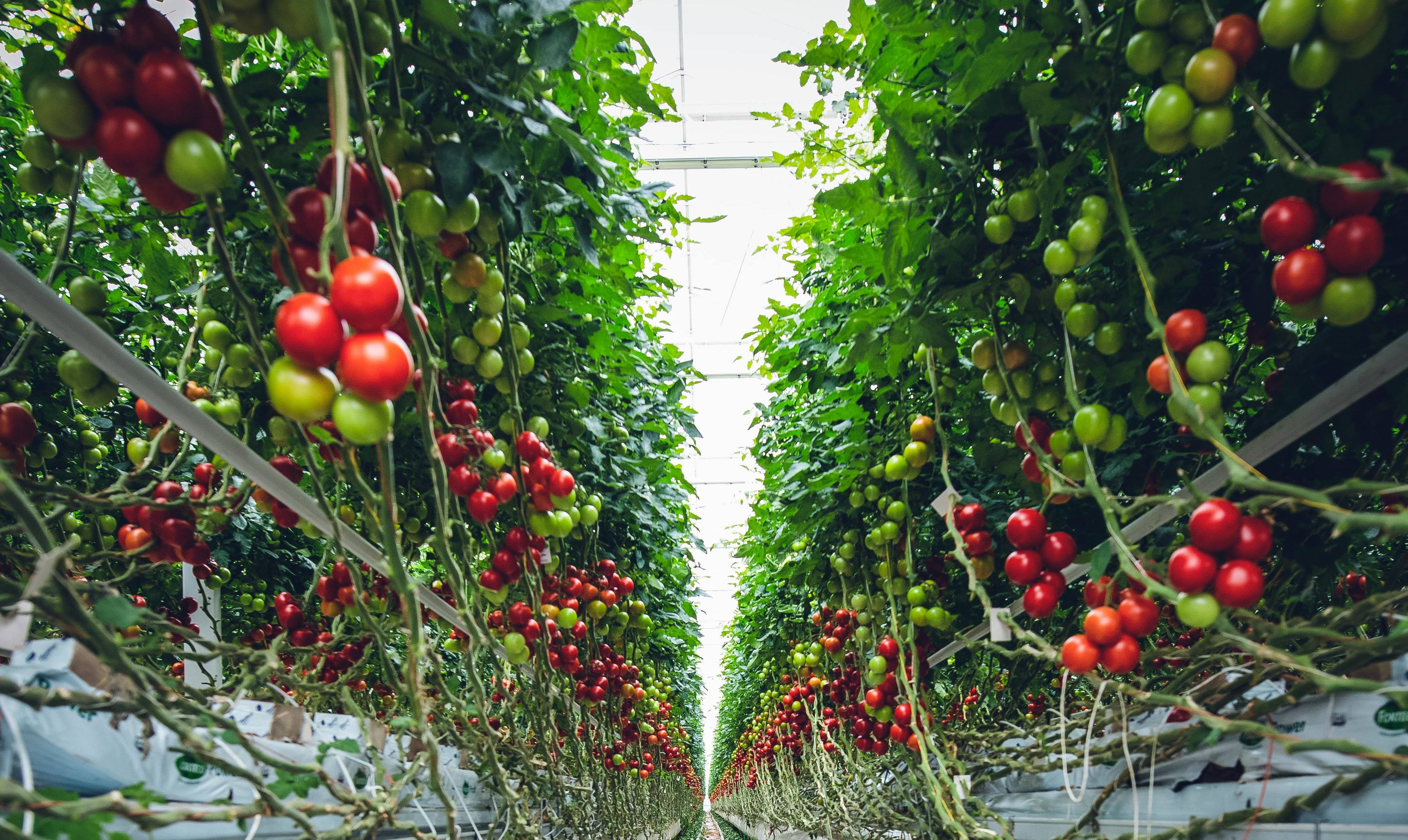 Чим удобрити розсаду томатів, щоб отримати ранній та багатий урожай