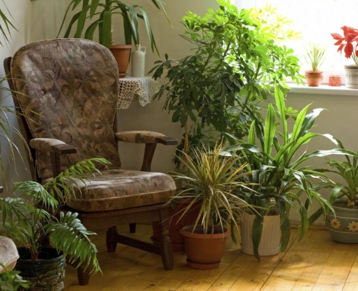 Популярна кімнатна рослина виявилася небезпечною для здоров'я людини - today.ua