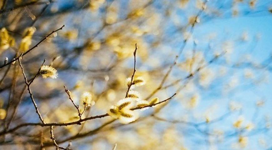 До весеннего равноденствия 2024 осталось совсем недолго: дата, традиции и приметы