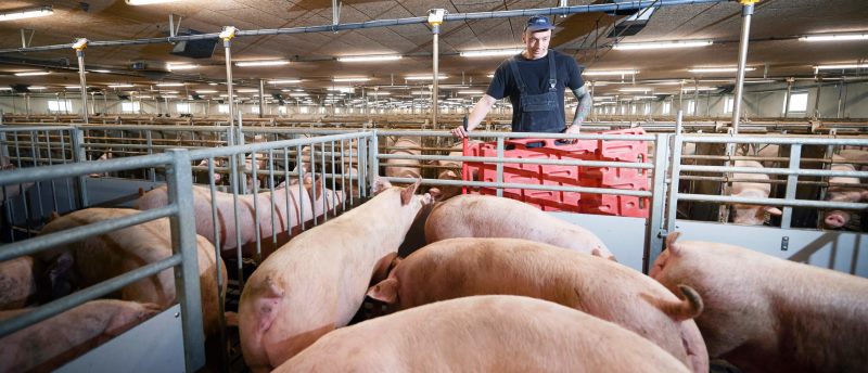 В Украине снова выросли цены на свинину
