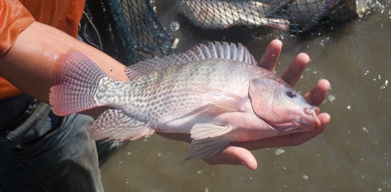 Названо найбруднішу рибу у світі: її потрібно виключити з раціону