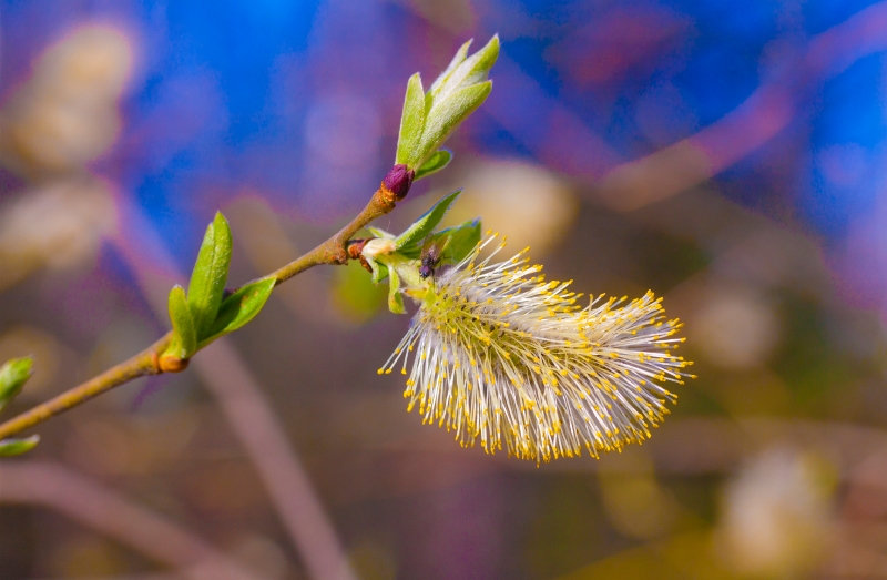 В Украине в конце недели аномально потеплеет