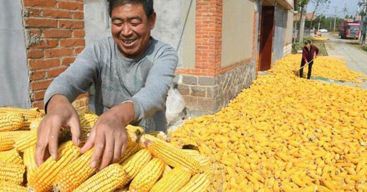 Польский синдром: Китай начал отказываться от украинской аграрной продукции