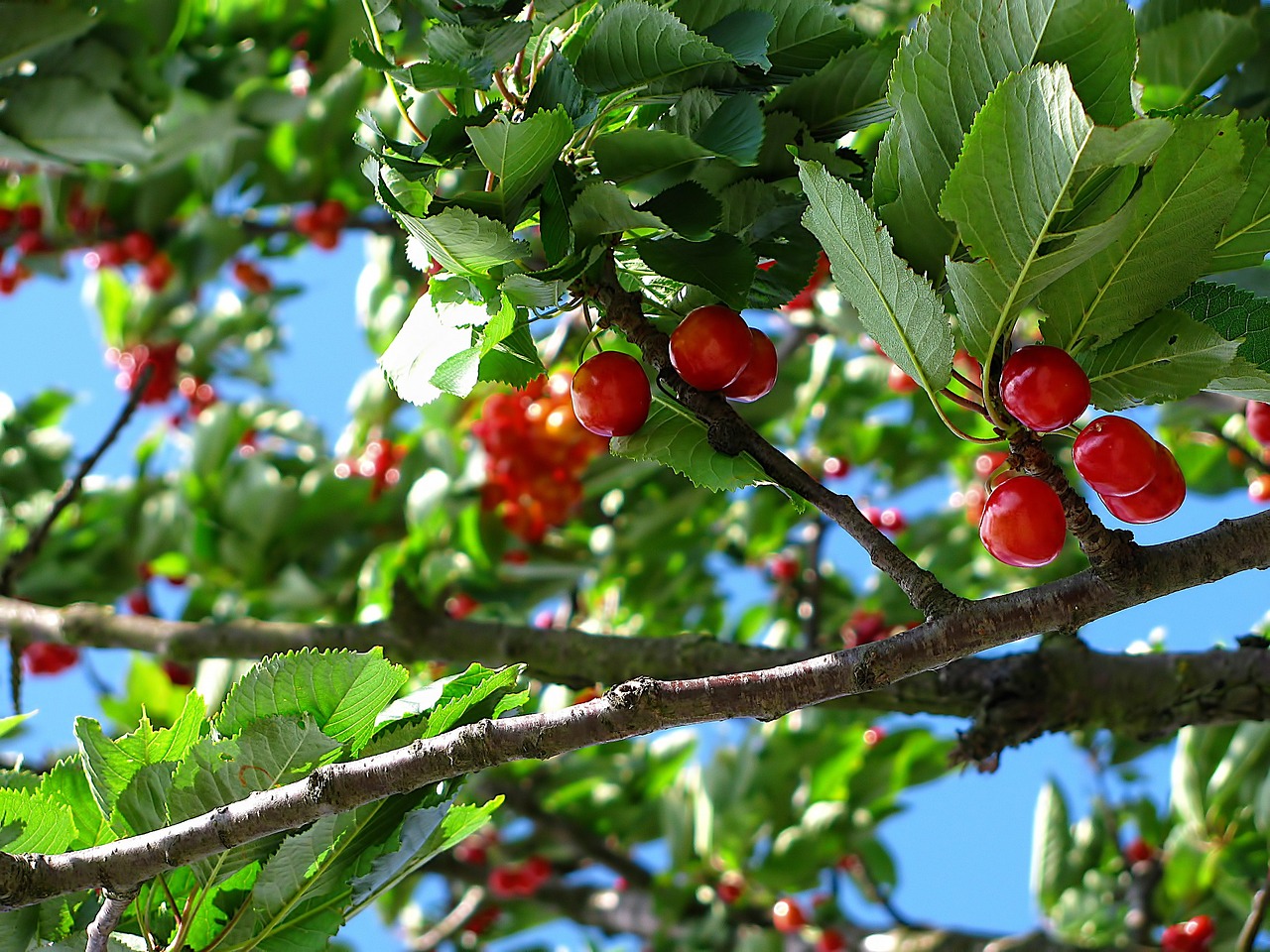 Натуральное удобрение для вишни: чем подкормить дерево в период цветения 