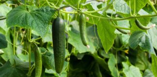 Домашнє добриво для огірків: як приготувати розчин, що стимулює ріст овочів - today.ua