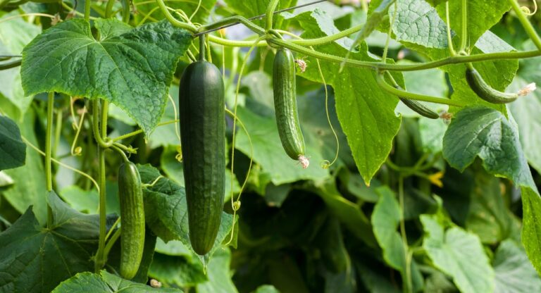 Домашнє добриво для огірків: як приготувати розчин, що стимулює ріст овочів - today.ua