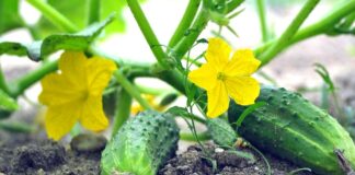 Удобрение для огурцов своими руками: чем полить овощи для ускорения роста - today.ua