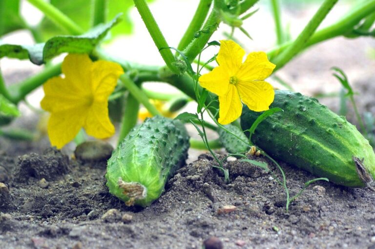Удобрение для огурцов своими руками: чем полить овощи для ускорения роста - today.ua