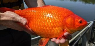 Названо найбруднішу рибу у світі, яку слід виключити з раціону  - today.ua