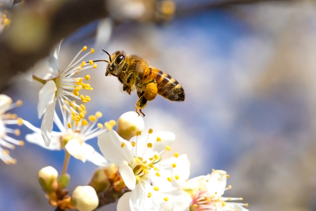 Украина в нынешнем году может остаться без урожая фруктов: во всем виноваты пчелы