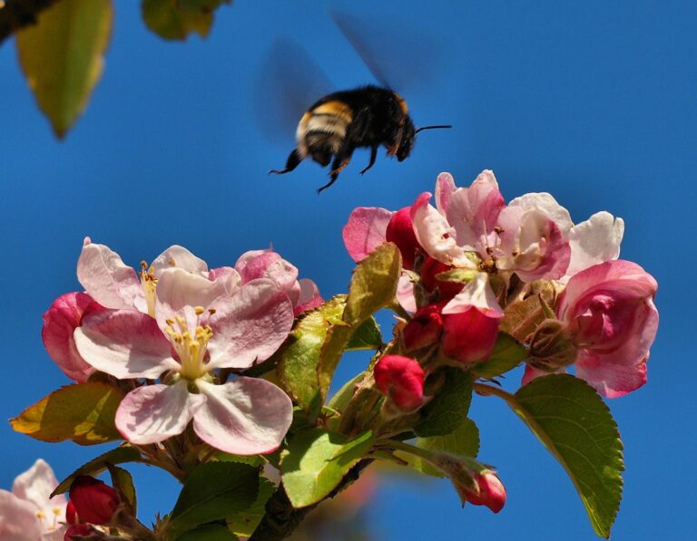 Украина в нынешнем году может остаться без урожая фруктов: во всем виноваты пчелы - today.ua