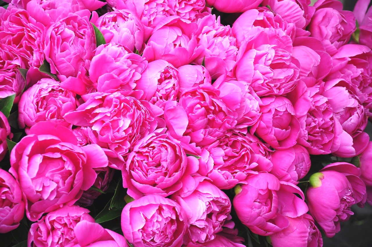 Чем подкормить пионы весной: одно аптечное средство поможет вырастить пышные цветы - today.ua