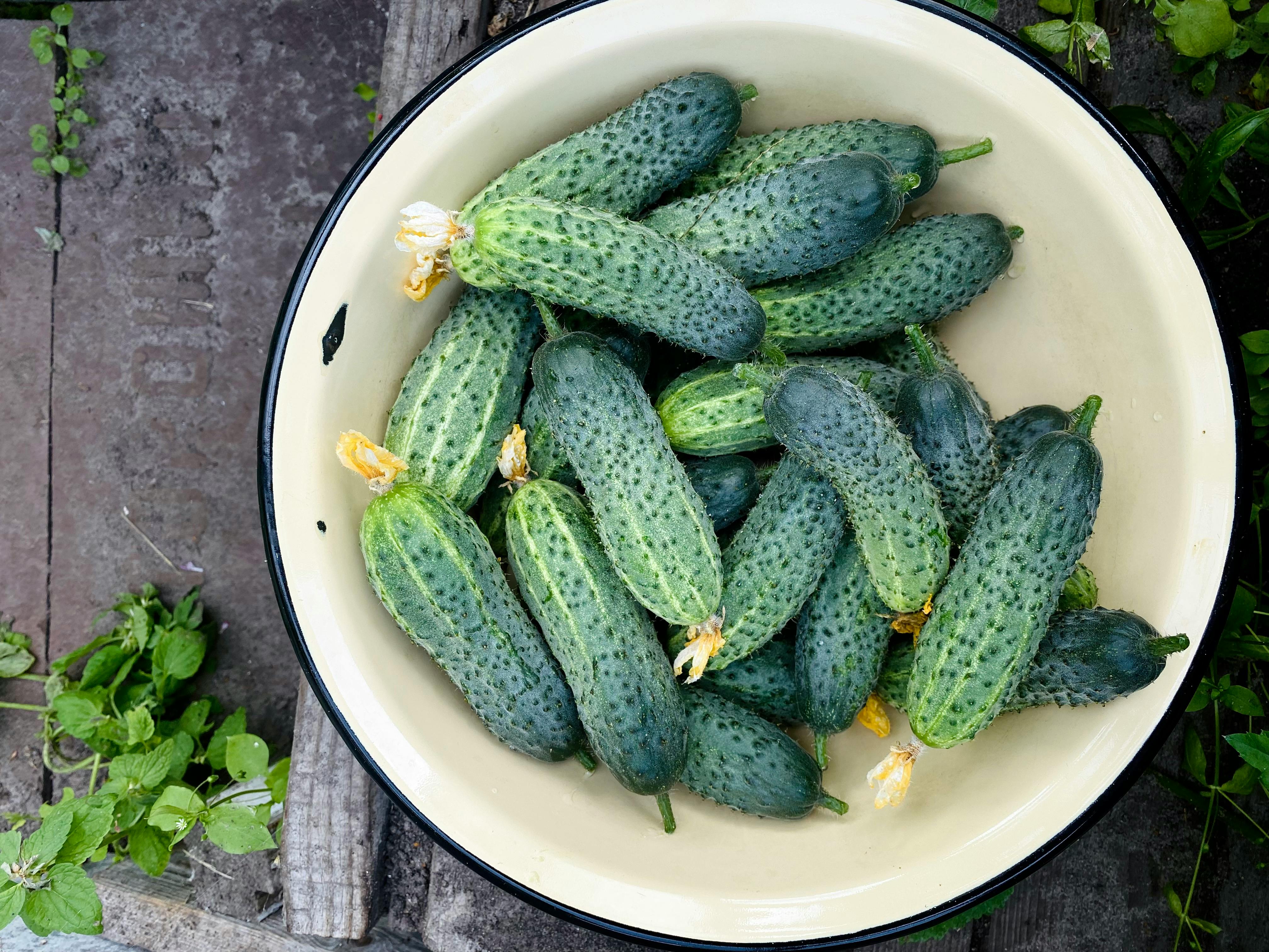Домашнє добриво для огірків: як приготувати розчин, що стимулює ріст овочів
