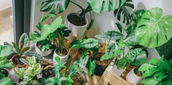 Натуральні добрива для кімнатних рослин, які допоможуть прискорити їх ріст: рецепти - today.ua