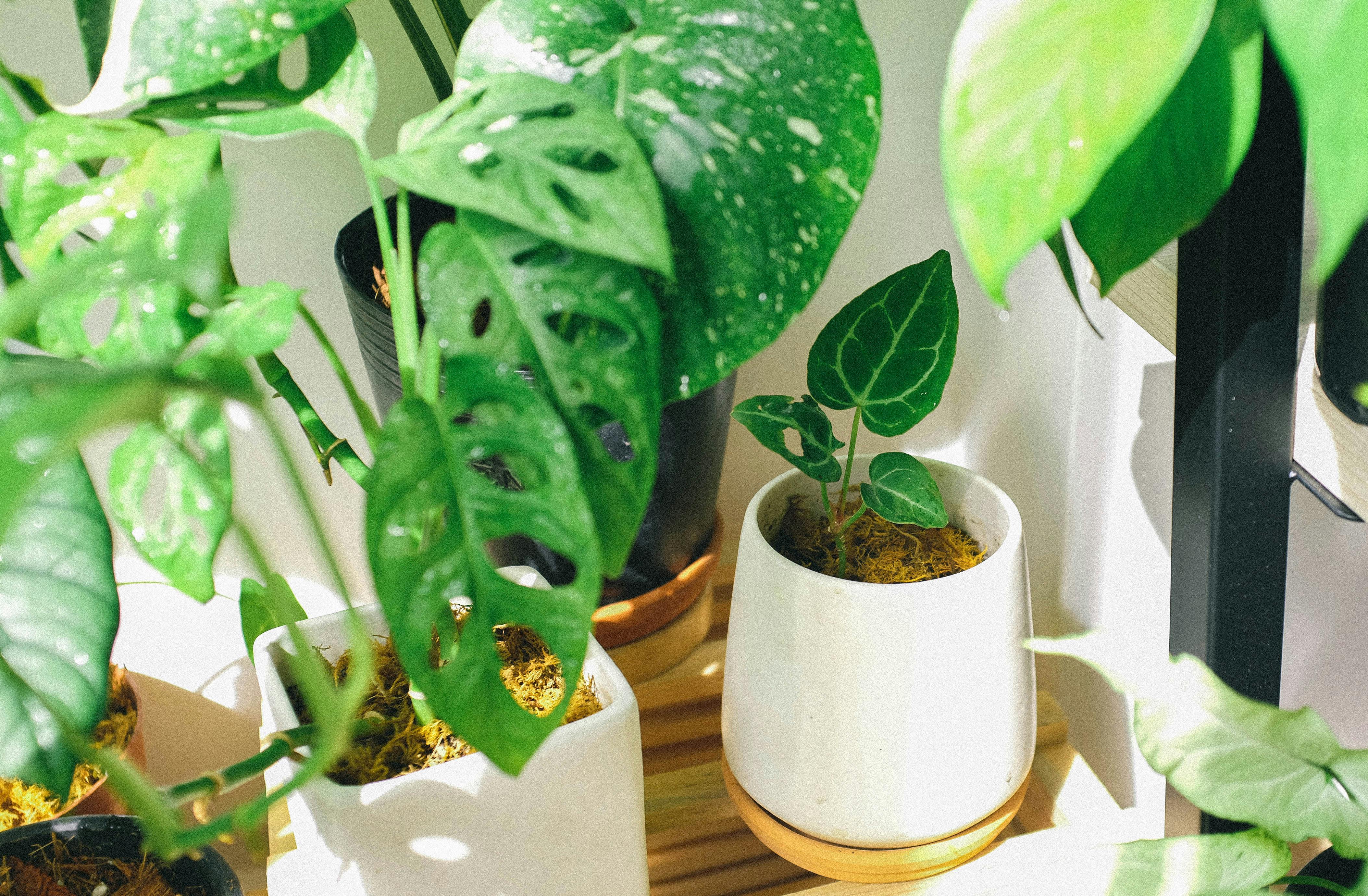 Натуральні добрива для кімнатних рослин, які допоможуть прискорити їх ріст: рецепти