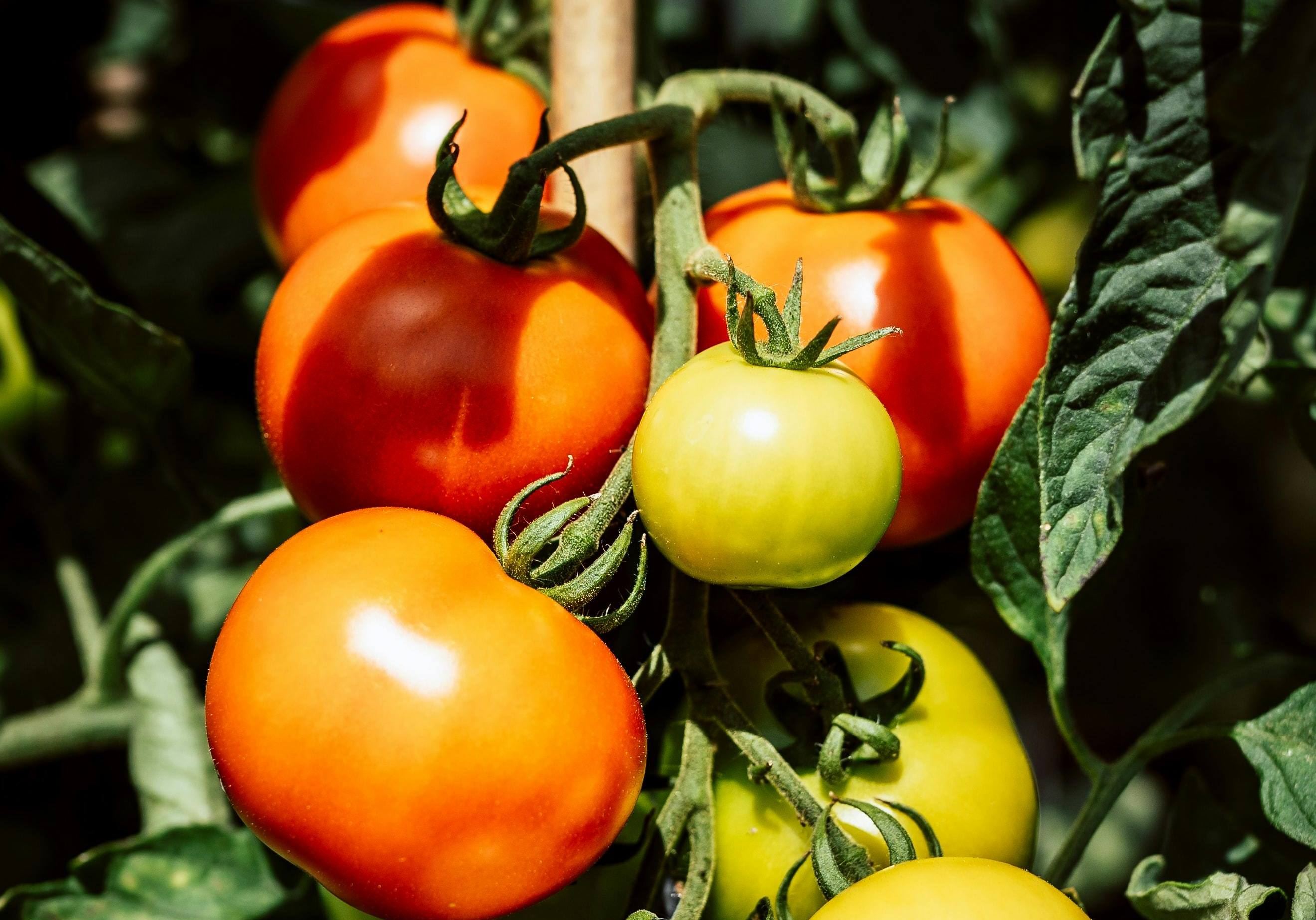 Натуральное удобрение для перца и помидор, которое поможет вырастить богатый урожай