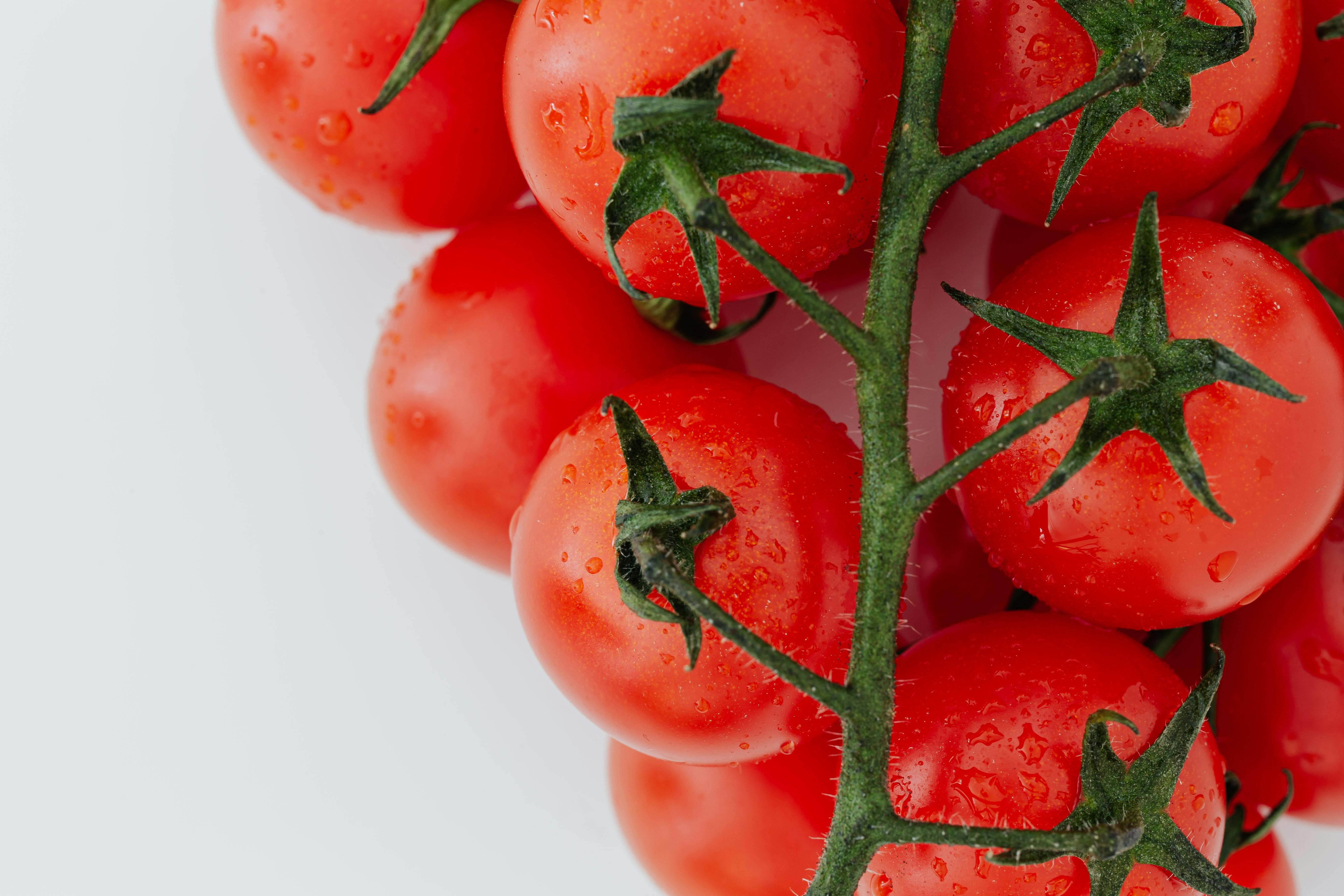 Какие растения не стоит сажать возле помидор: подавляют их рост и привлекают вредителей - today.ua