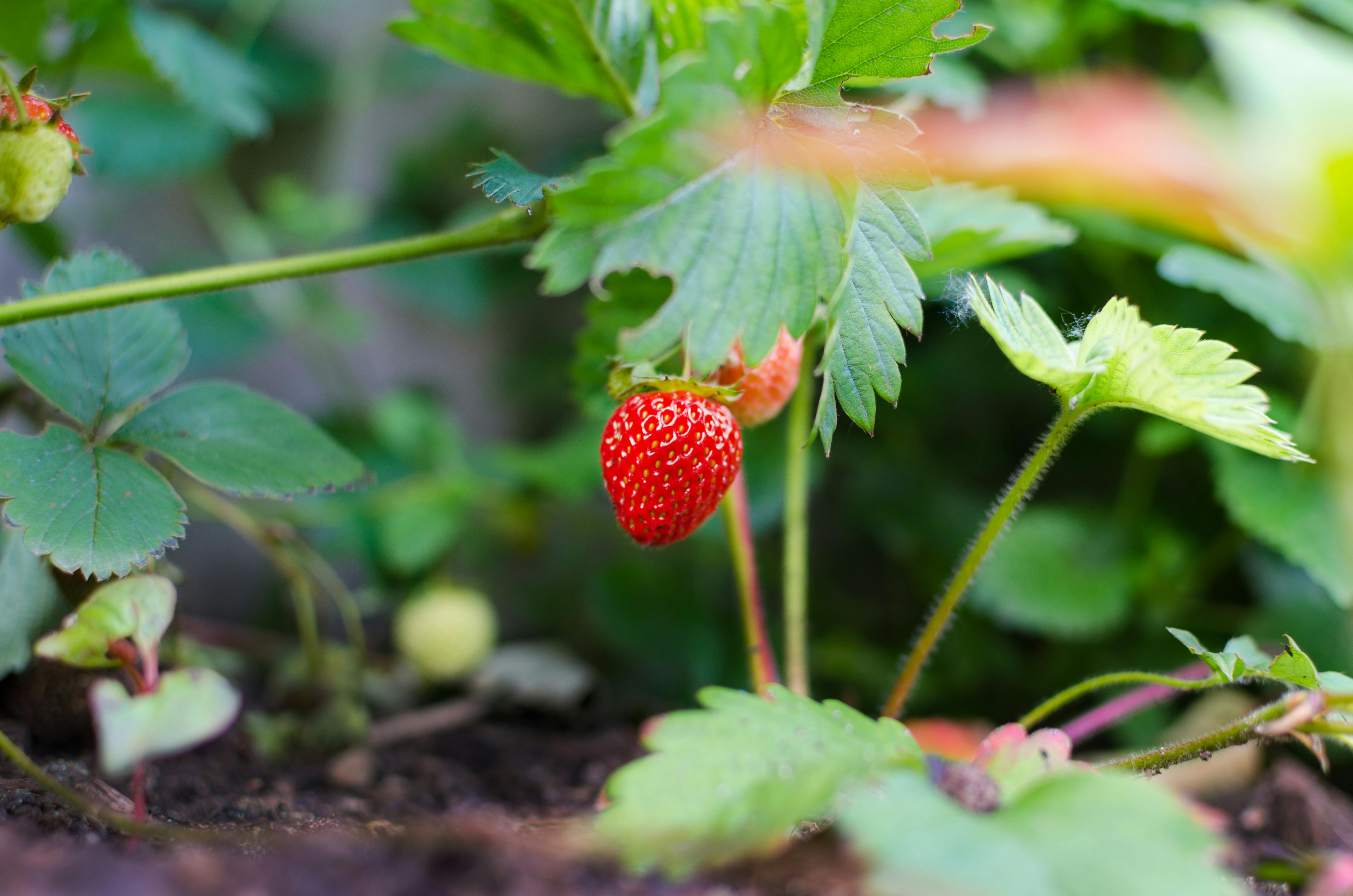 Чем удобрить клубнику, чтобы вырастить крупные и сладкие ягоды
