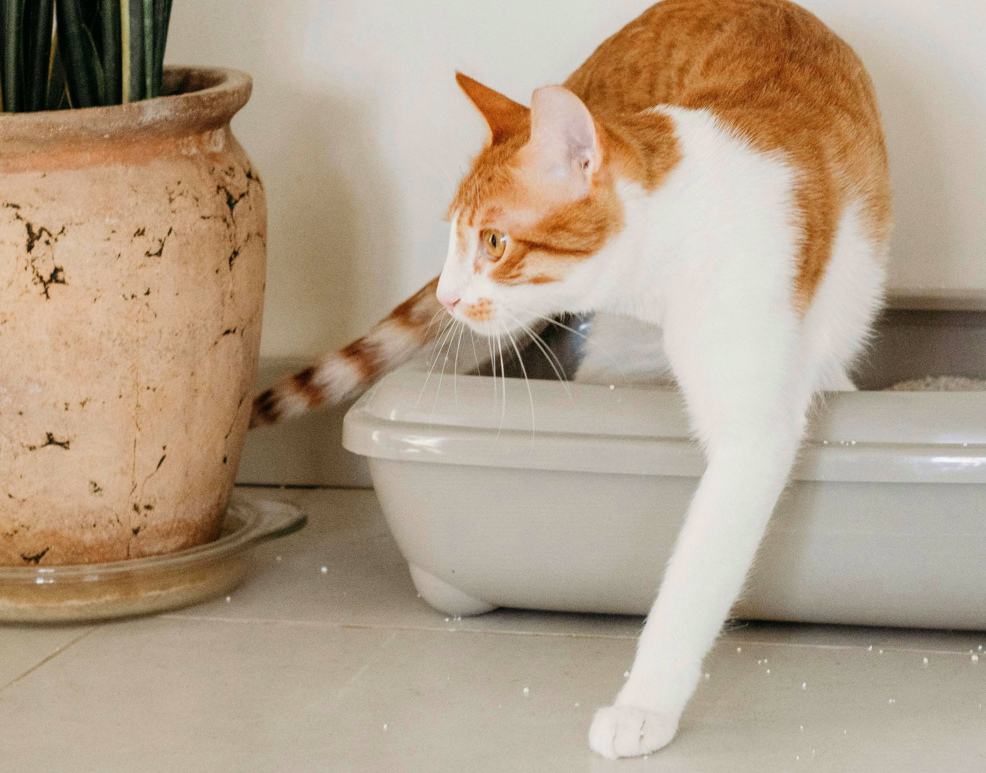 Кіт нявкає під час походу в туалет: чи є привід для звернення до ветеринара