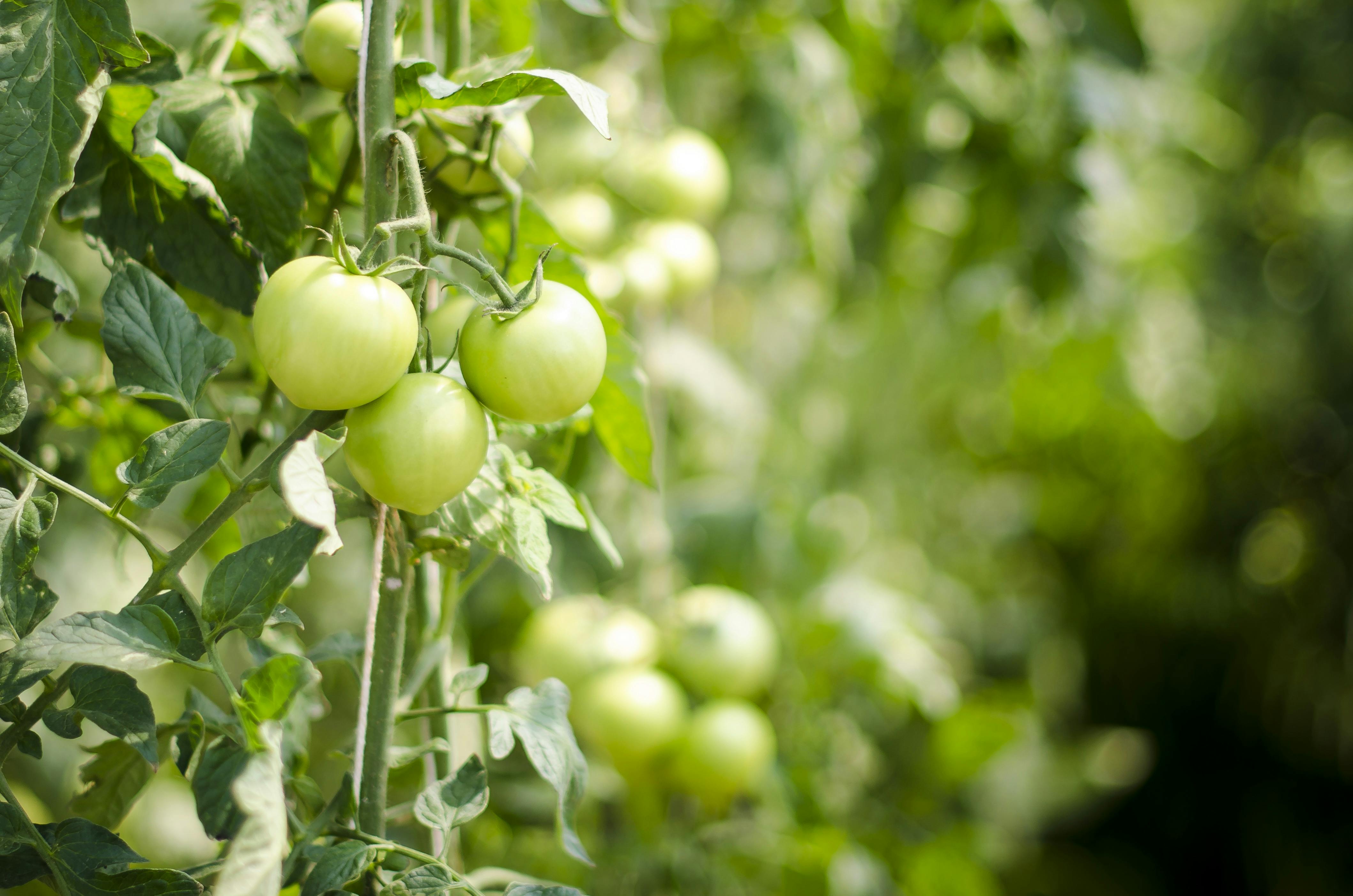 Які рослини не варто садити біля помідорів: пригнічують їх ріст і приваблюють шкідників