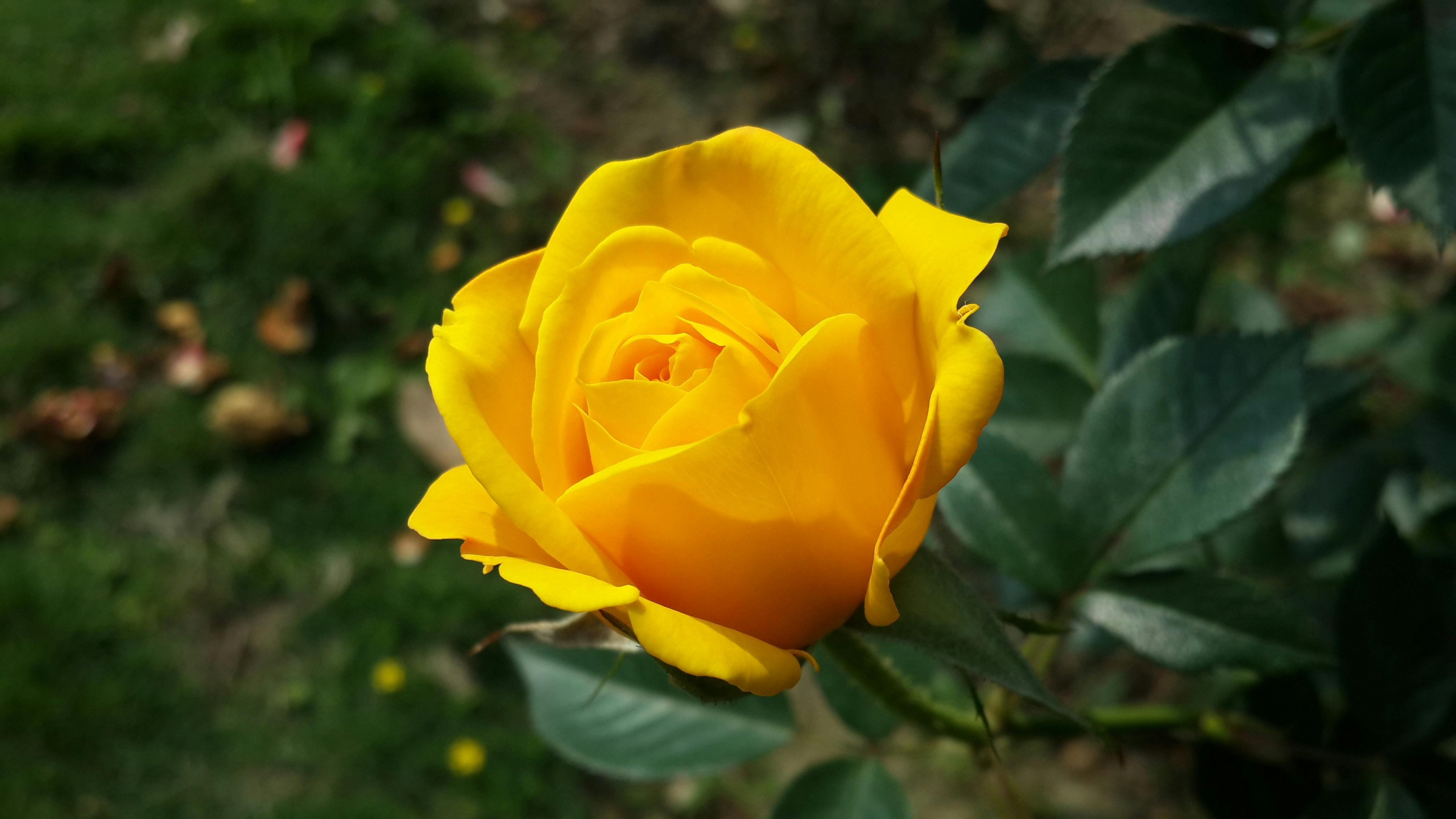 Весняне підживлення троянд для пишного цвітіння: як зробити добриво своїми руками