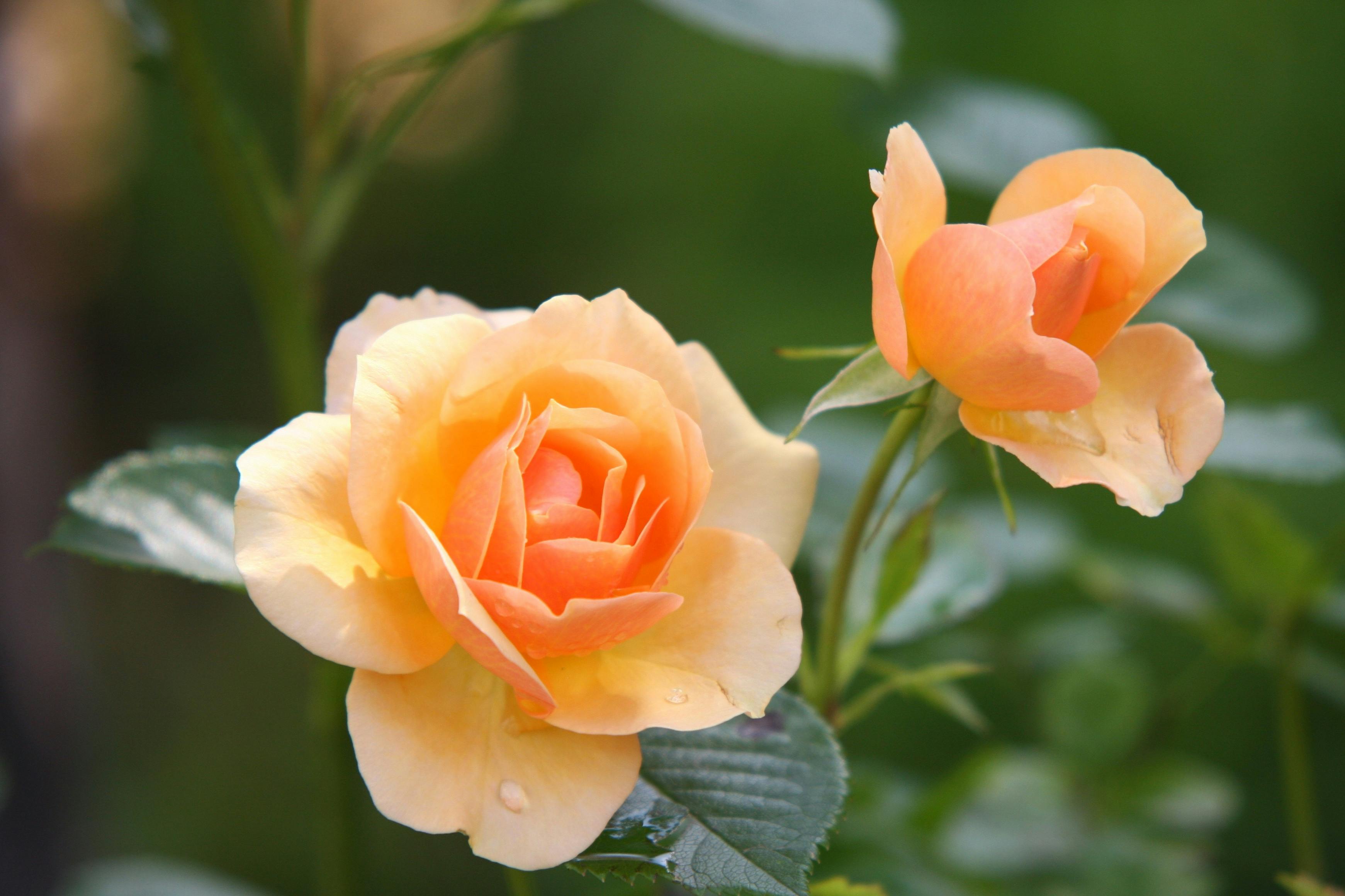 Весенняя подкормка роз для пышного цветения: как сделать удобрение своими руками