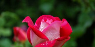 Весенняя подкормка роз для пышного цветения: как сделать удобрение своими руками - today.ua