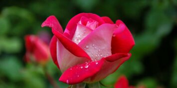 Весняне підживлення троянд для пишного цвітіння: як зробити добриво своїми руками - today.ua