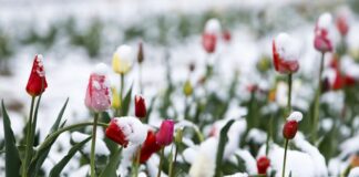 Летний зной сменится похолоданием и снегопадами: синоптики озадачили украинцев погодой на ближайшие две недели - today.ua