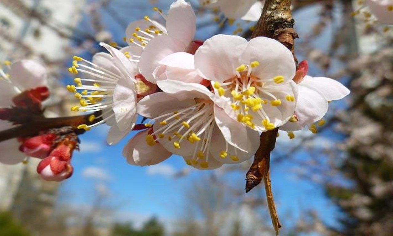 На квітучі сади в Україні можуть впасти морози: прогноз погоди віщує похолодання - today.ua