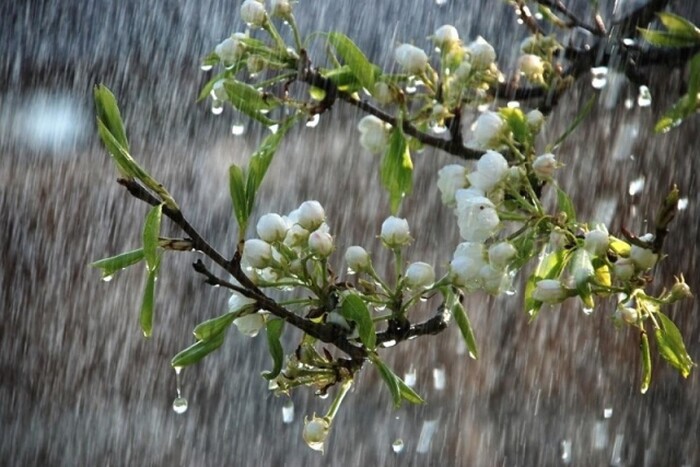 На квітучі сади в Україні можуть впасти морози: прогноз погоди віщує похолодання