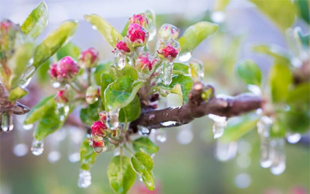 В садах из-за заморозков пропал урожай ранних яблок и других фруктов