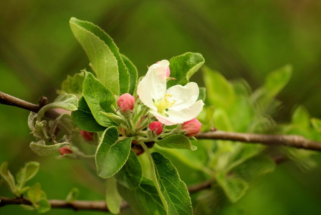У садах через заморозки пропав урожай ранніх яблук та інших фруктів