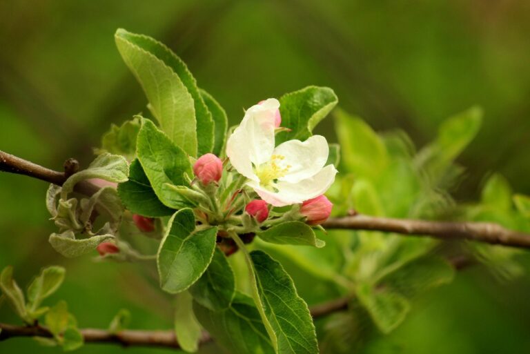 В садах из-за заморозков пропал урожай ранних яблок и других фруктов - today.ua