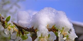 Дві ночі наприкінці тижня можуть знищити врожай фруктів у садах: синоптик попередила  про нічні заморозки - today.ua