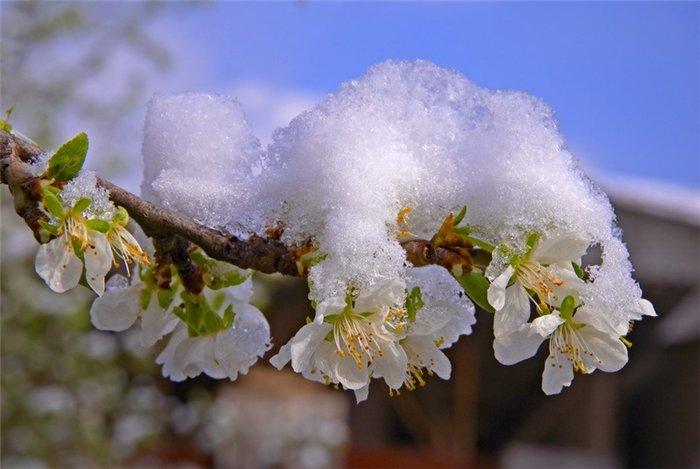 Две ночи в конце недели могут уничтожить урожай фруктов в садах: синоптик предупредила о ночных заморозках - today.ua