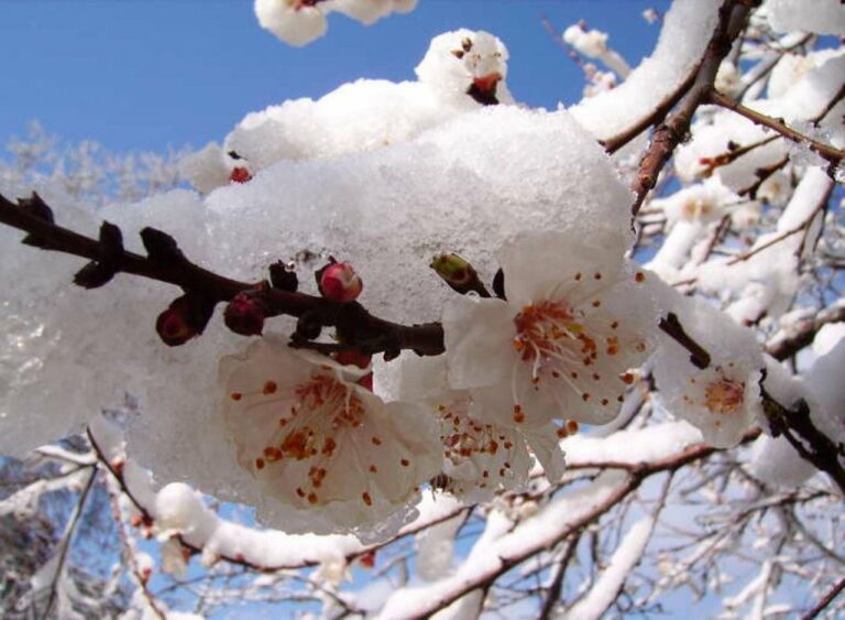 После раннего тепла в Украине могут ударить заморозки: что будет с урожаем абрикосов и черешен - today.ua