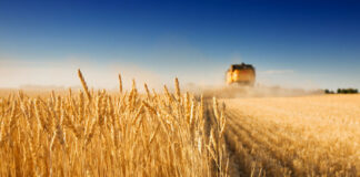 Україні доведеться принести в жертву свій аграрний сектор в обмін на членство в ЄС, - Politico - today.ua