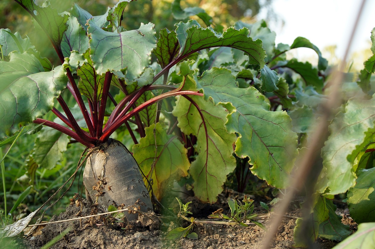 Добриво для буряків: чим підживити овоч, щоб зібрати багатий та якісний урожай