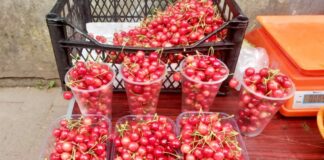 В Украине преждевременно начался сезон черешни: названы цены на ягоды - today.ua