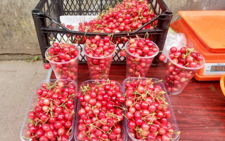В Украине преждевременно начался сезон черешни: названы цены на ягоды - today.ua