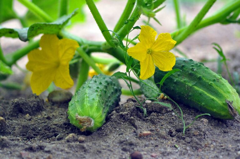 ТОП-3 натуральных удобрения для огурцов, которые помогут собрать обильный урожай: рецепты - today.ua