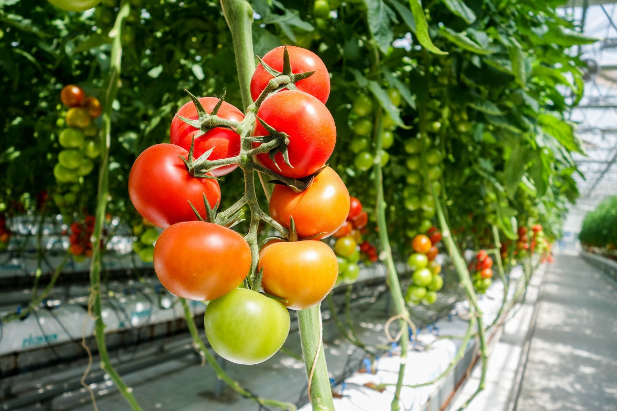 Чим удобрити помідори після посадки в ґрунт, щоб вони виросли великі та м'ясисті: рецепти